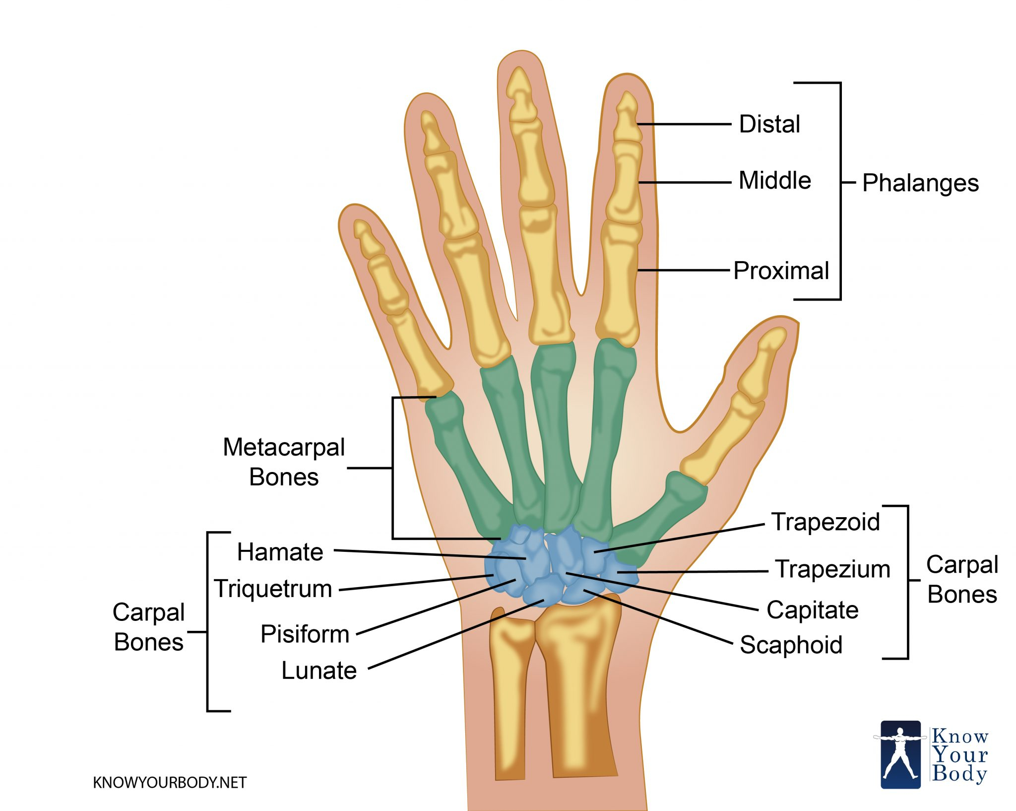 Diagram Of Hand Bones Hand Bones Anatomy Structure And Diagram