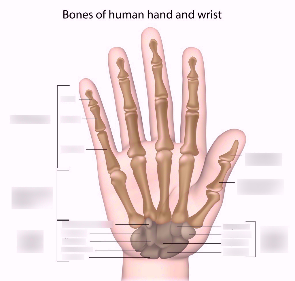 Diagram Of Hand Bones Hand Bones Diagram Quizlet