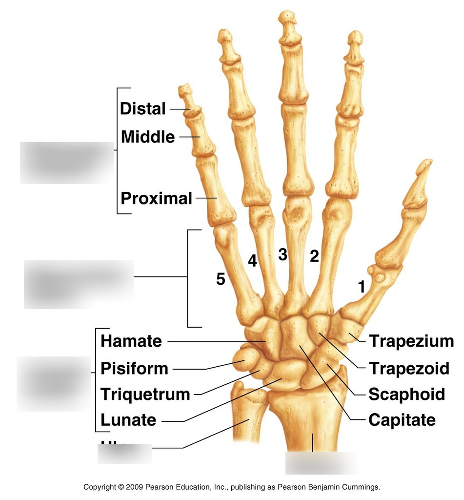 Diagram Of Hand Bones Hand Bones Diagram Quizlet