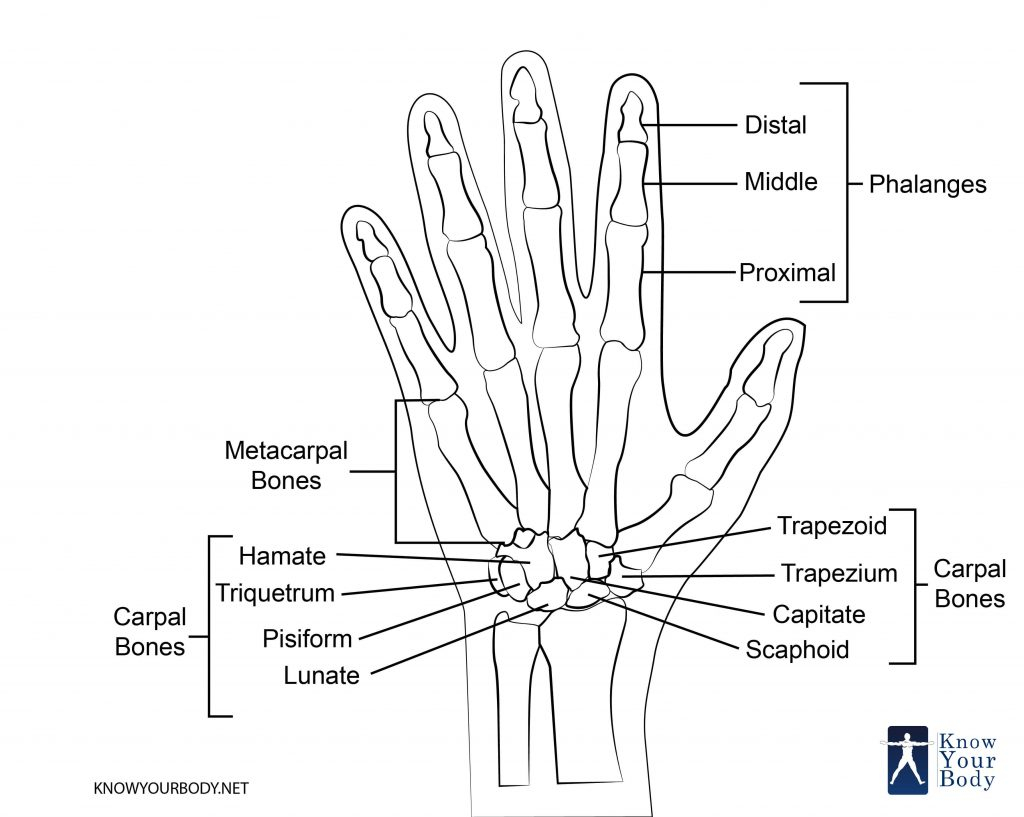 Diagram Of Hand Bones Index Of Wp Contentuploads201804