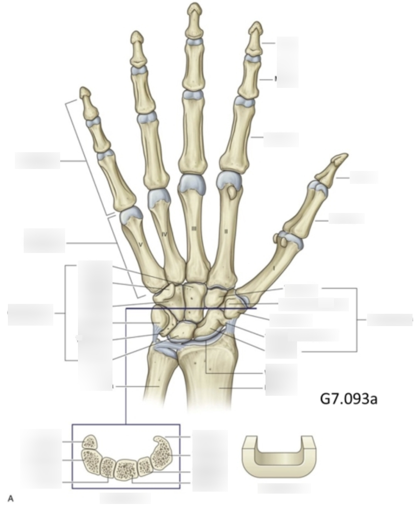 Diagram Of Hand Bones Lab 84 Diagram Wristhand Bones Diagram Quizlet