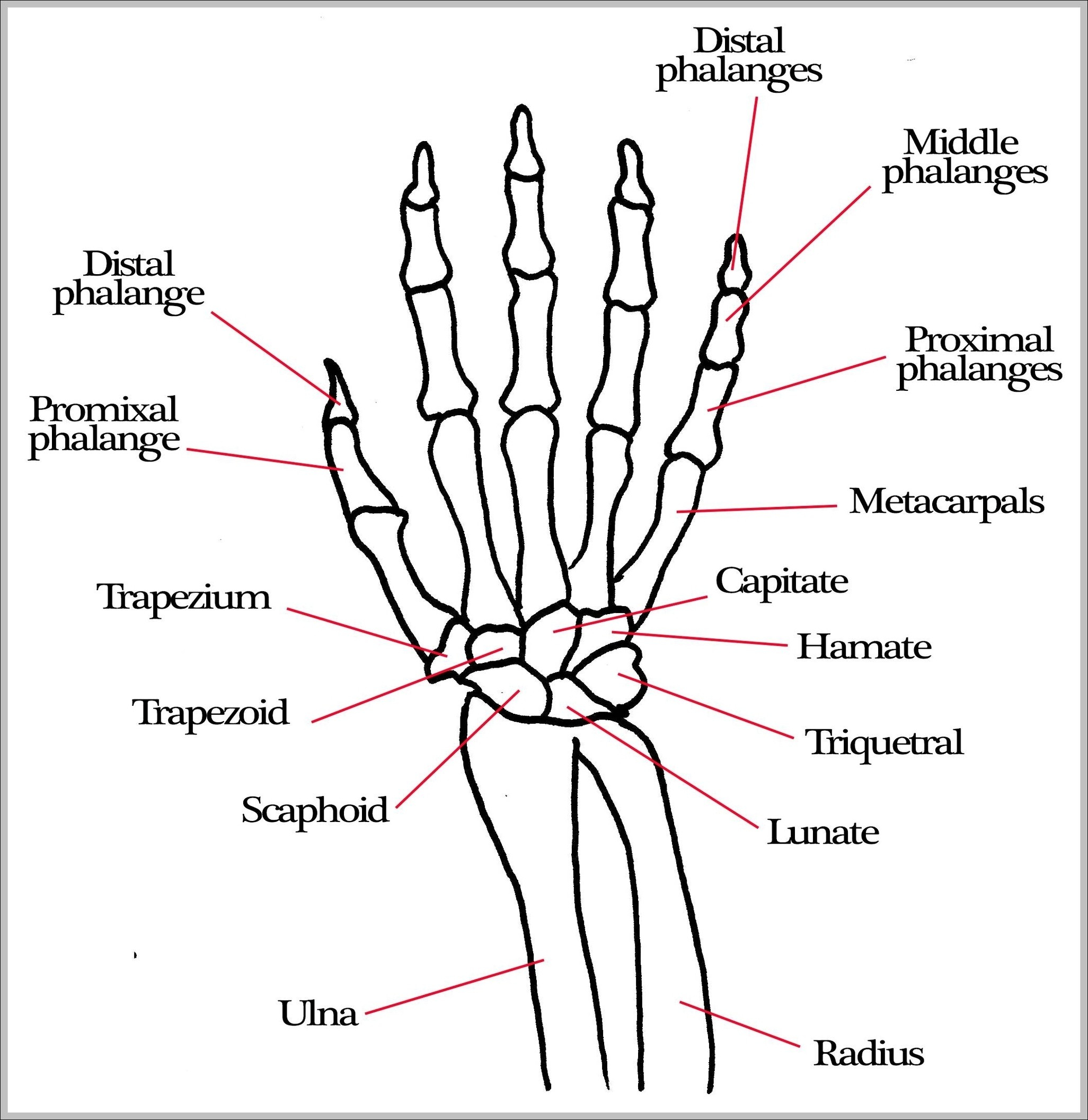 Diagram Of Hand Bones Label Hand Diagram Go Wiring Diagrams