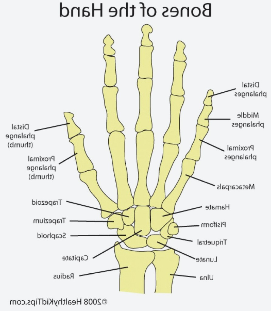 Diagram Of Hand Bones Parts The Hand Bones Diagram Body Anatomy For Anatomy Of Bone Of