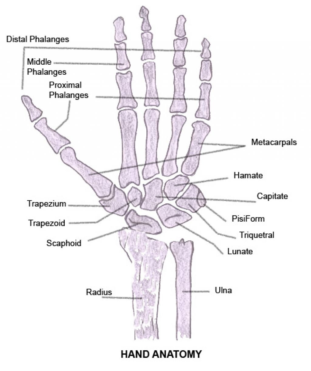 Diagram Of Hand Bones Photos Labeled Hand Bones Anatomy Labelled Wallpaperzen
