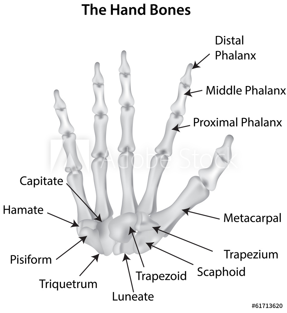 Diagram Of Hand Bones Pics Photos Bones Of The Hand Labeled Diagram Print Wiring