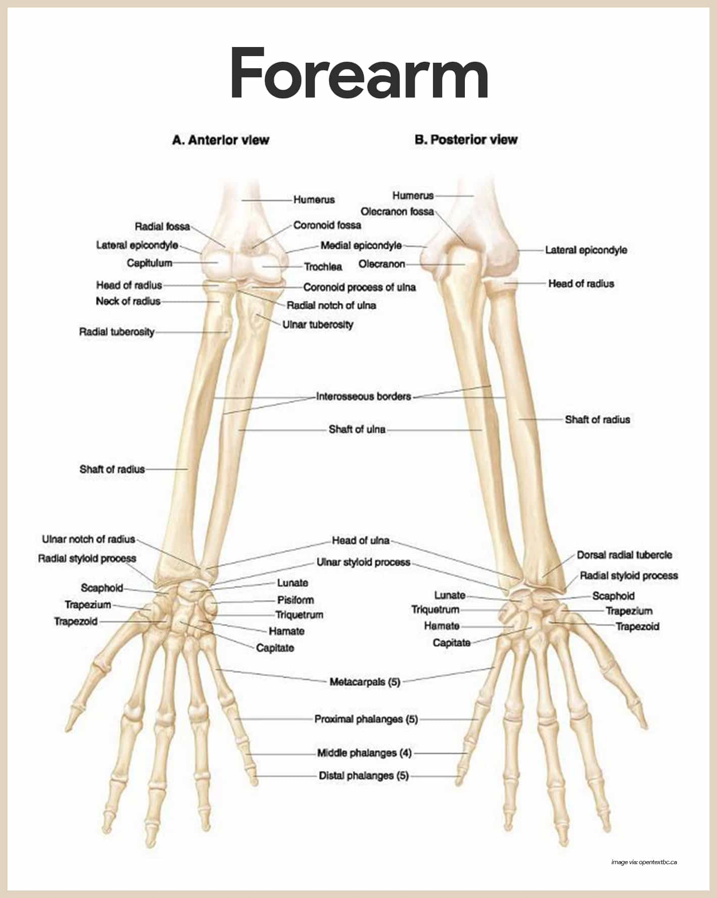 Diagram Of Hand Bones Skeletal System Anatomy And Physiology Nurseslabs