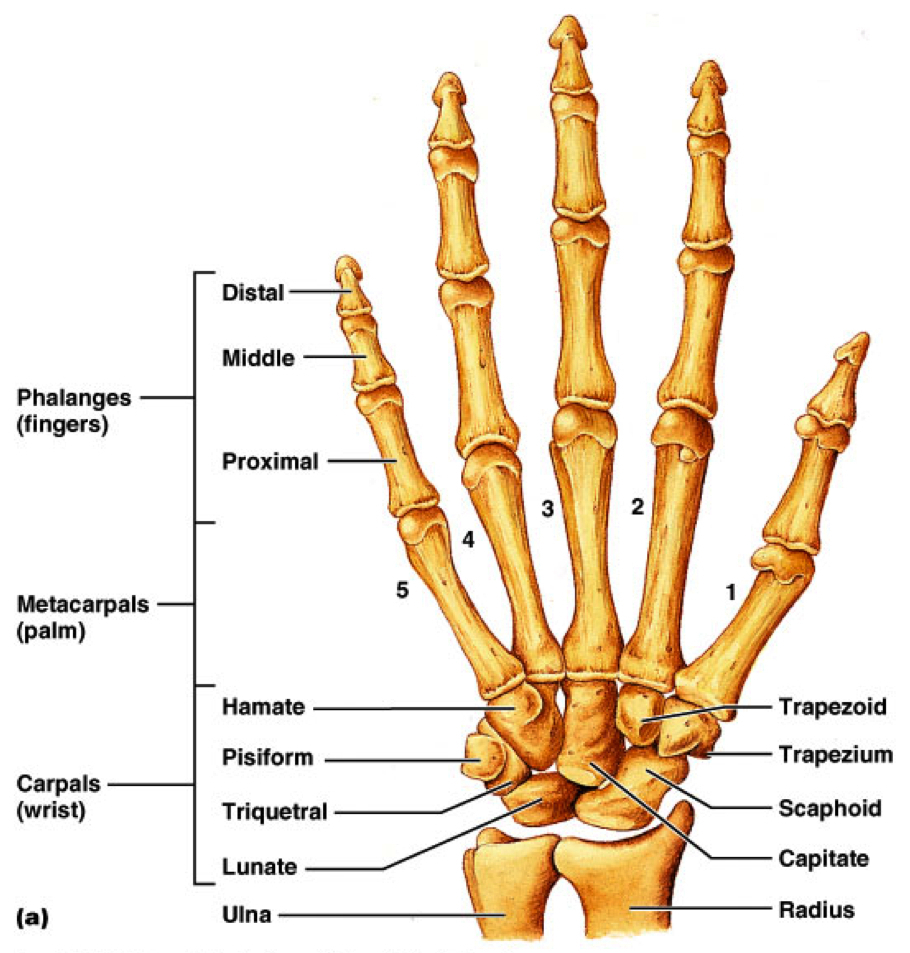 Diagram Of Hand Bones Wrist Bone Diagram Hand Bones Diagram Gallery Bone Diagram Of Hand