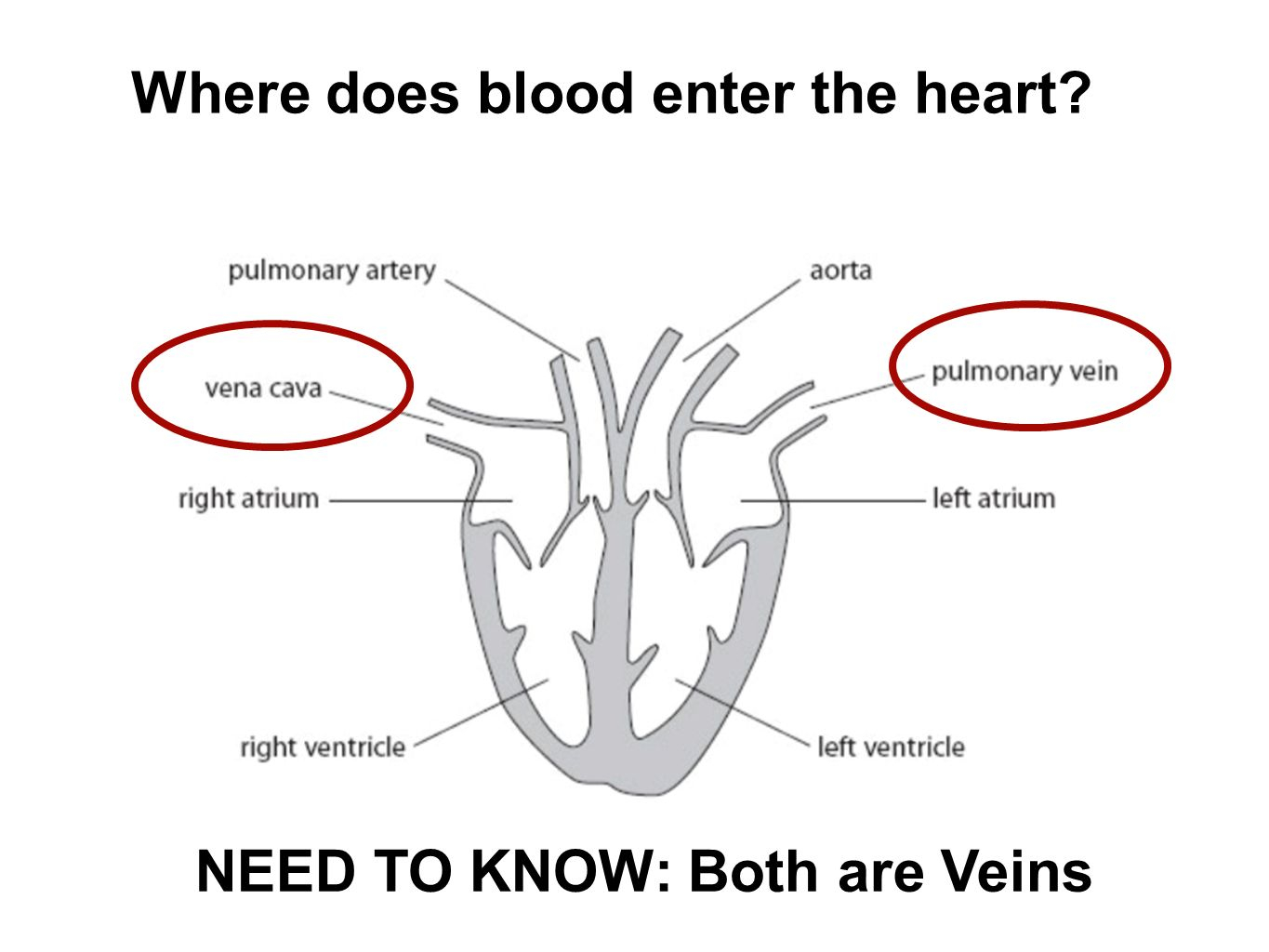 Diagram Of Heart B2 Topic 3 Starter Stick In The Heart Diagram Ppt Video Online