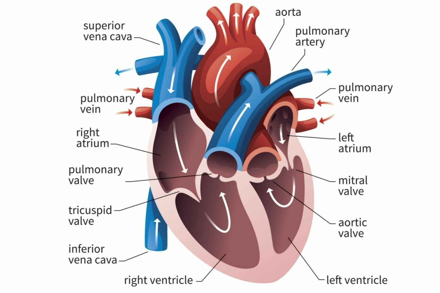 Diagram Of Heart Draw Labelled Diagram Of Heart And Write Its Function Brainlyin