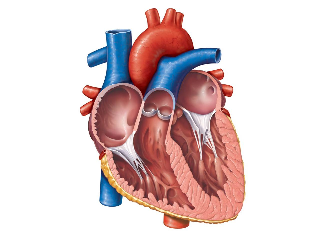 Diagram Of Heart Free Unlabelled Diagram Of The Heart Download Free Clip Art Free