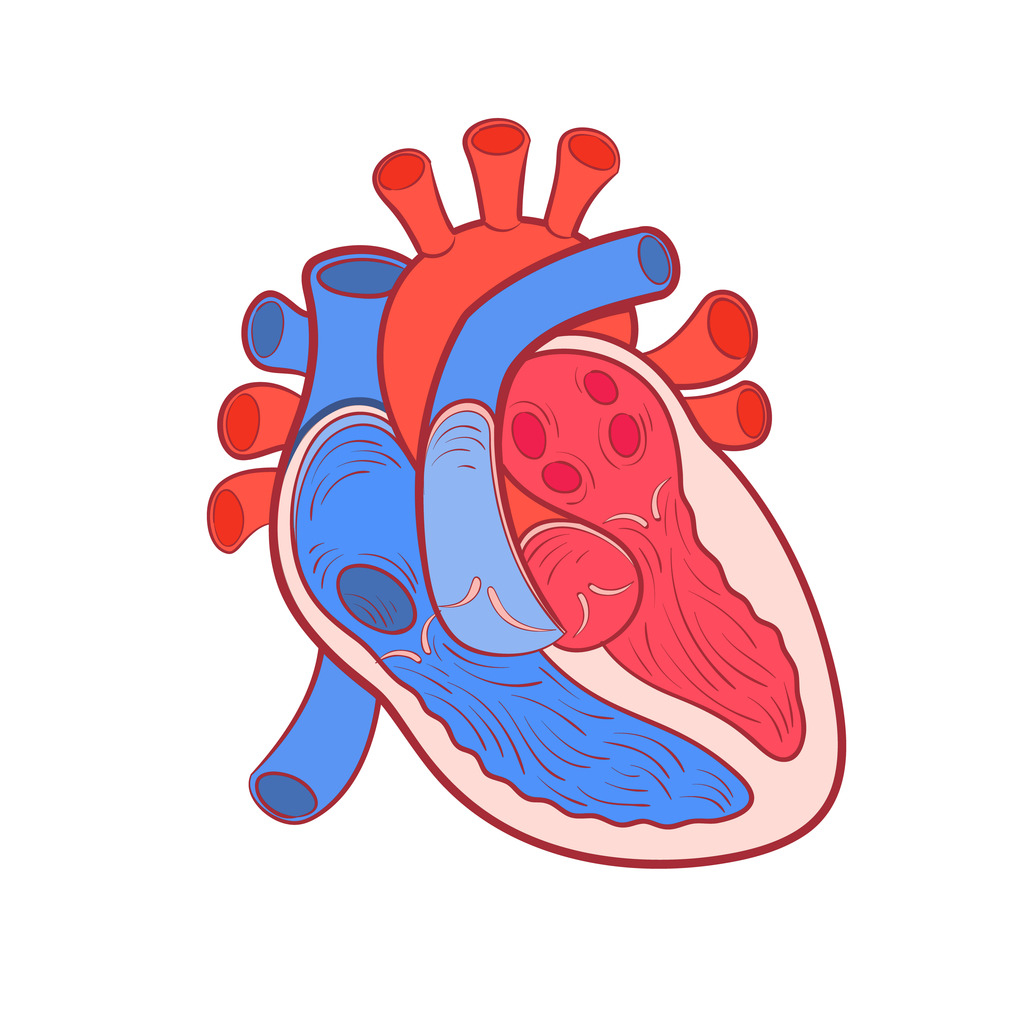 Diagram Of Heart Heart Diagram Diagram Quizlet