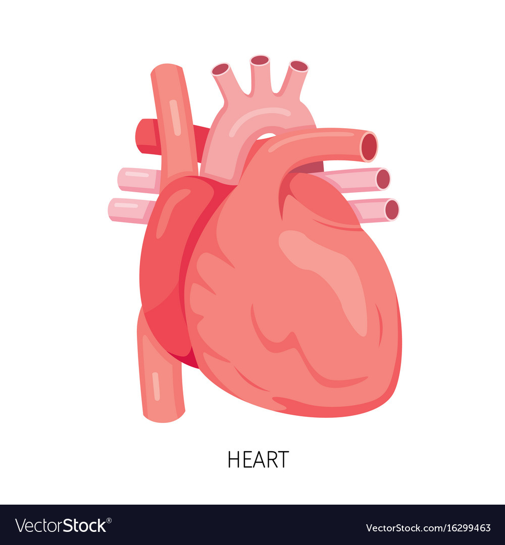 Diagram Of Heart Heart Human Internal Organ Diagram