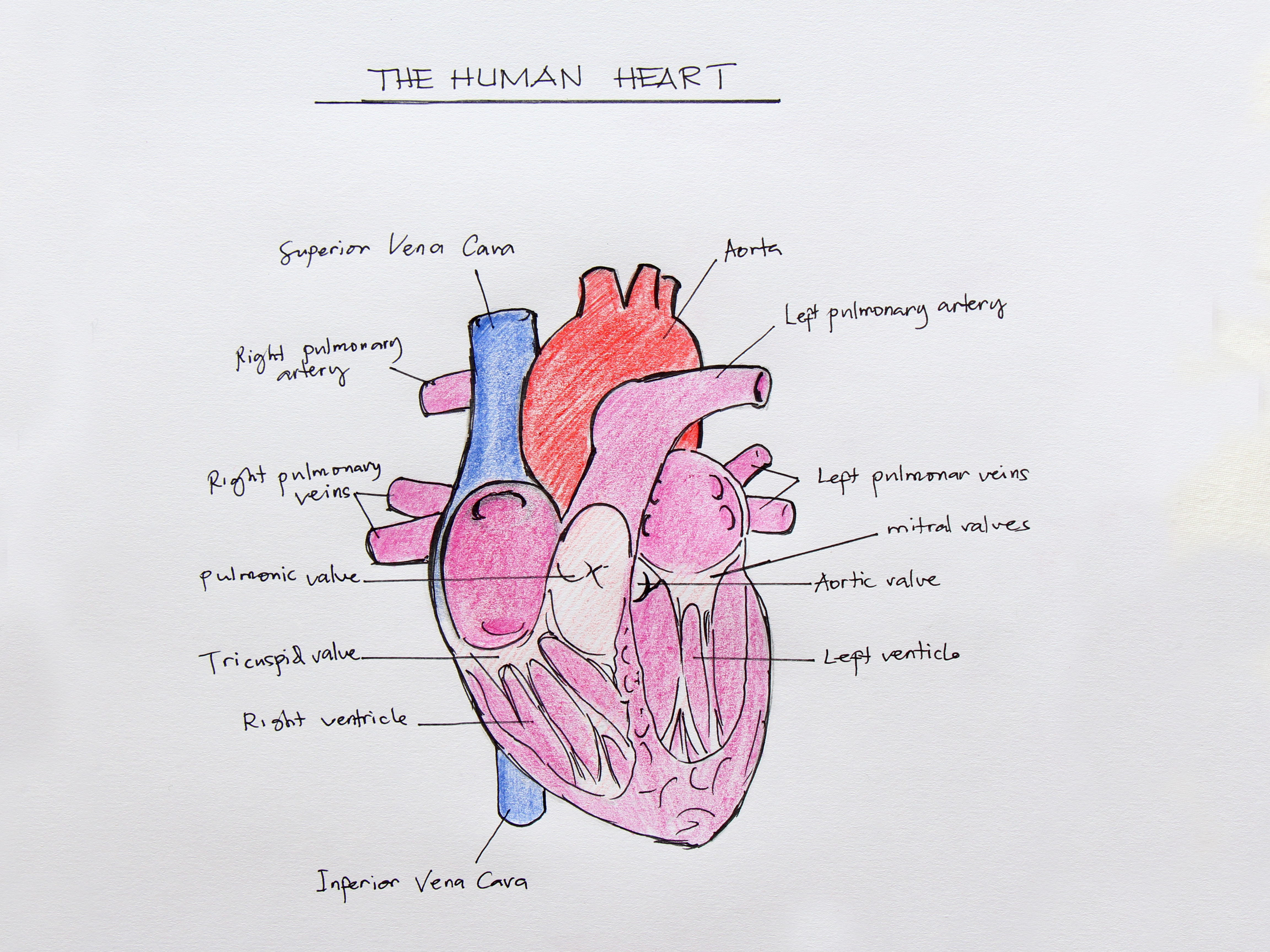 Diagram Of Heart How To Draw The Internal Structure Of The Heart With Pictures