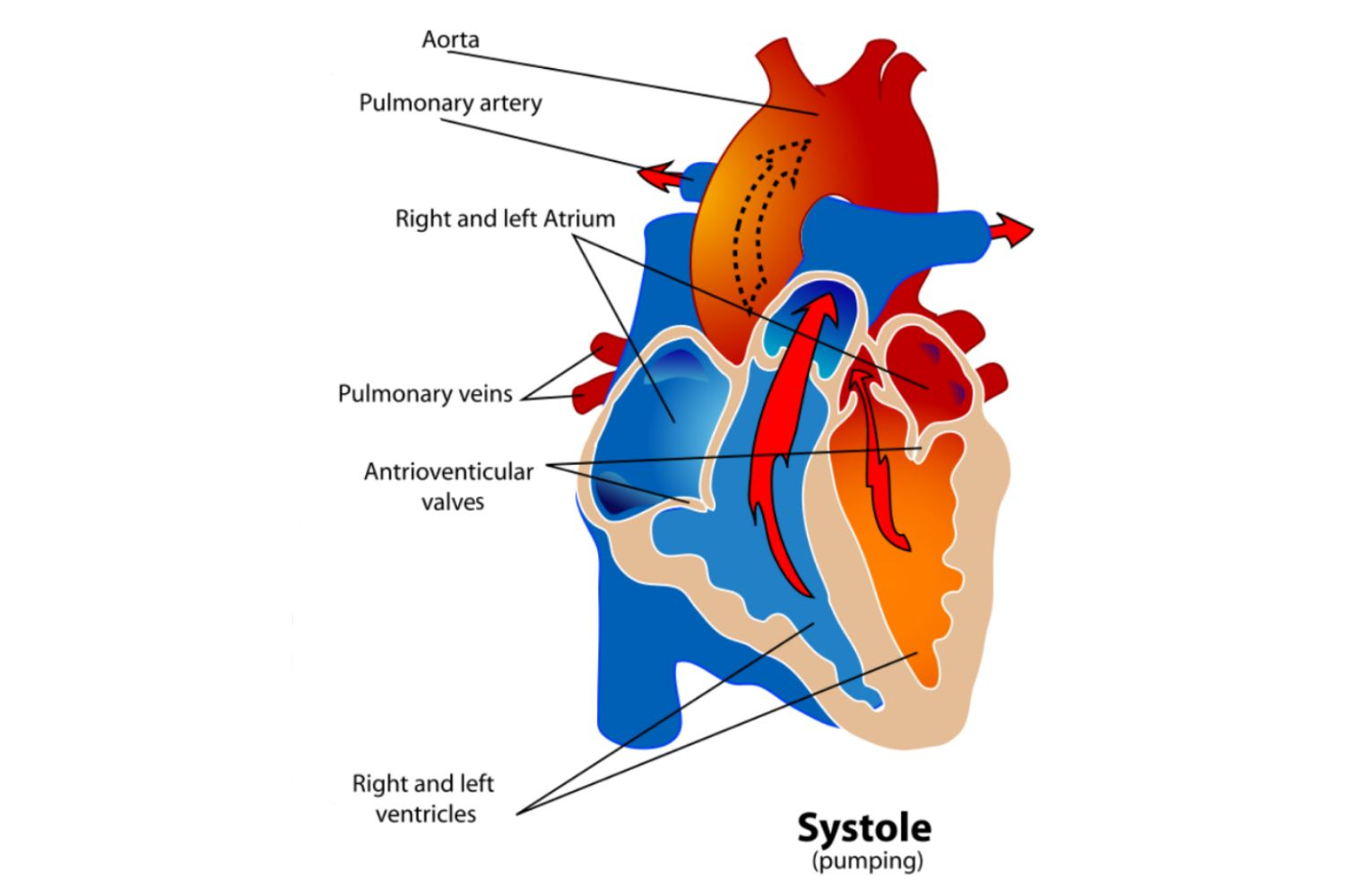 Diagram Of Heart Phases Of The Cardiac Cycle When The Heart Beats