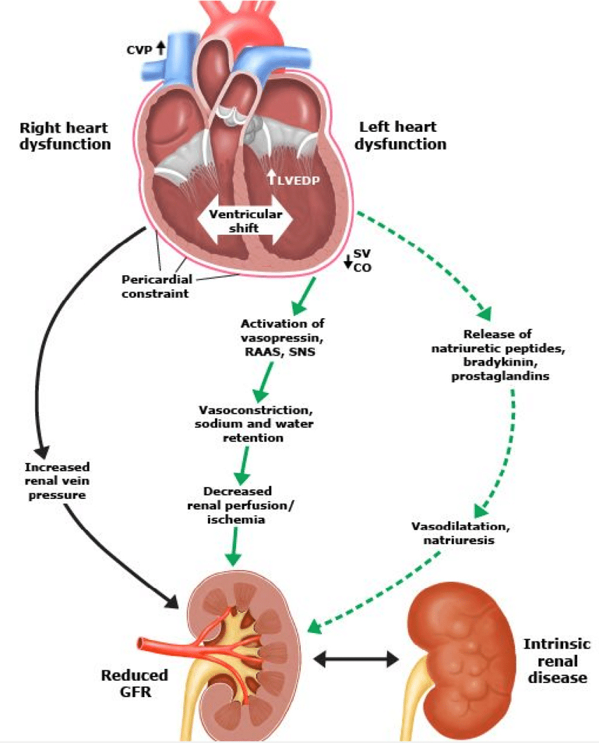 Diagram Of Heart Schematic Diagram Depicting Interaction Between The Heart And Kidney