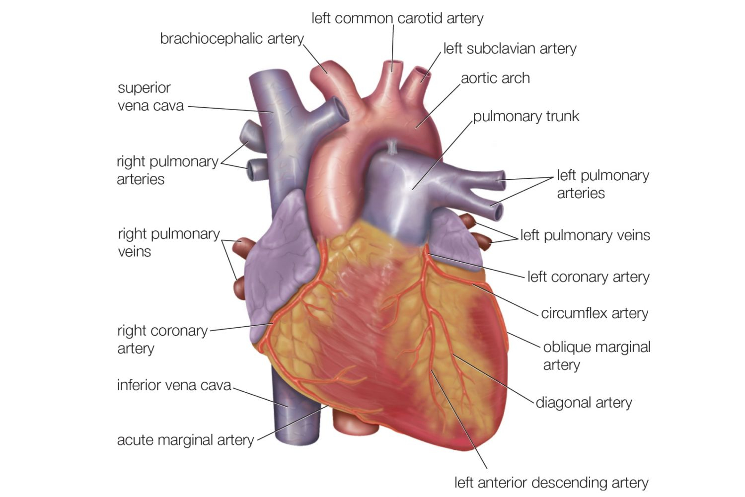Diagram Of Heart The Anatomy Of The Heart Its Structures And Functions