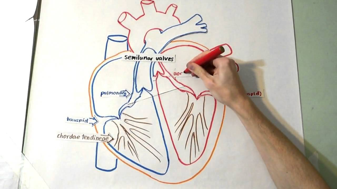 Diagram Of Heart The Heart Structure And Function