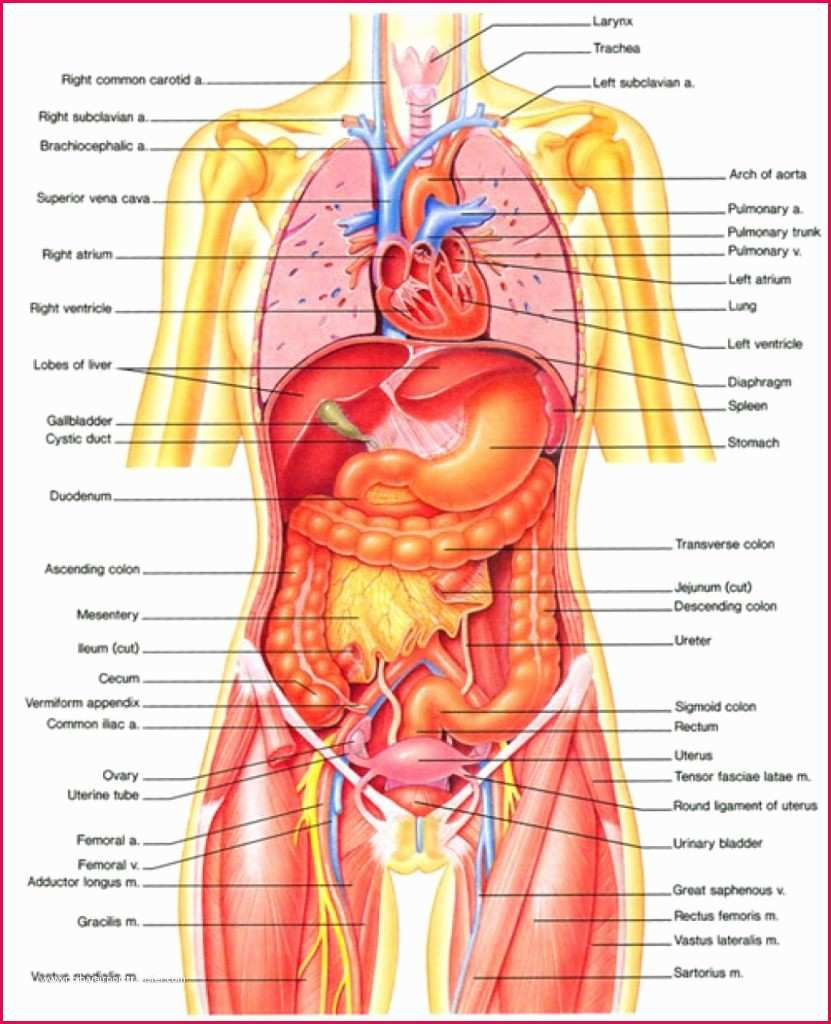 Diagram Of Human Body Diagram Of Human Body Organs Hos Ting