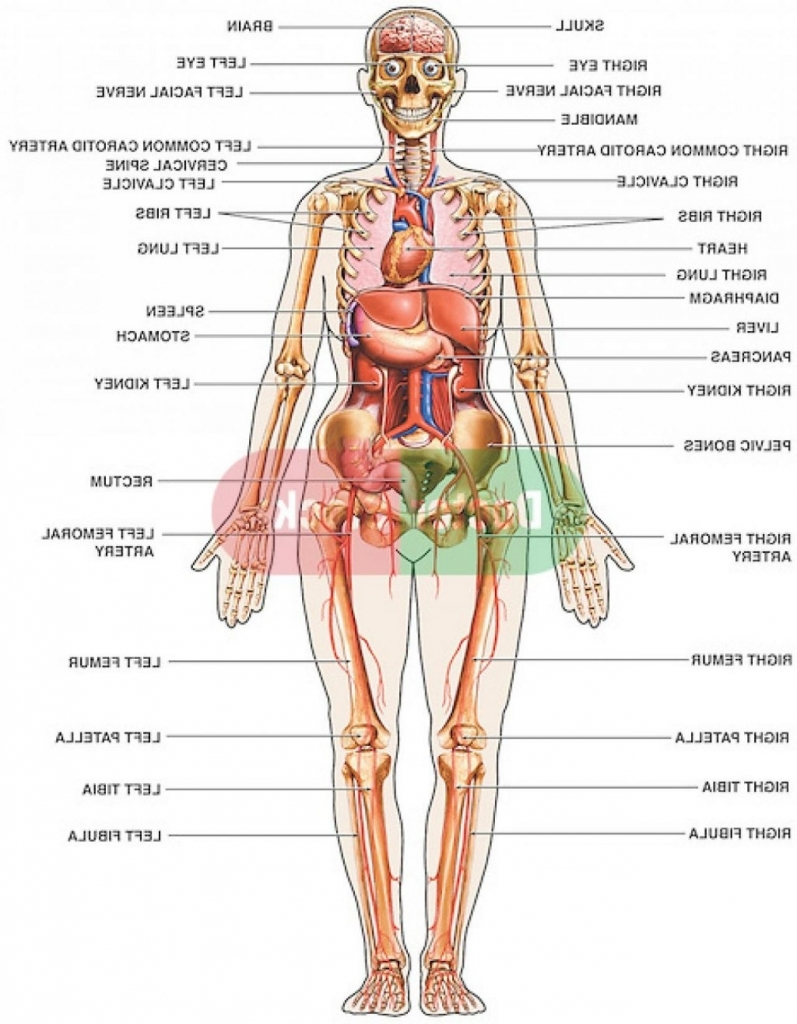 Diagram Of Human Body Full Body Diagram General Wiring Diagrams