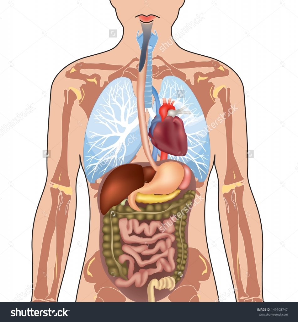 Diagram Of Human Body Human Body Organs Diagram