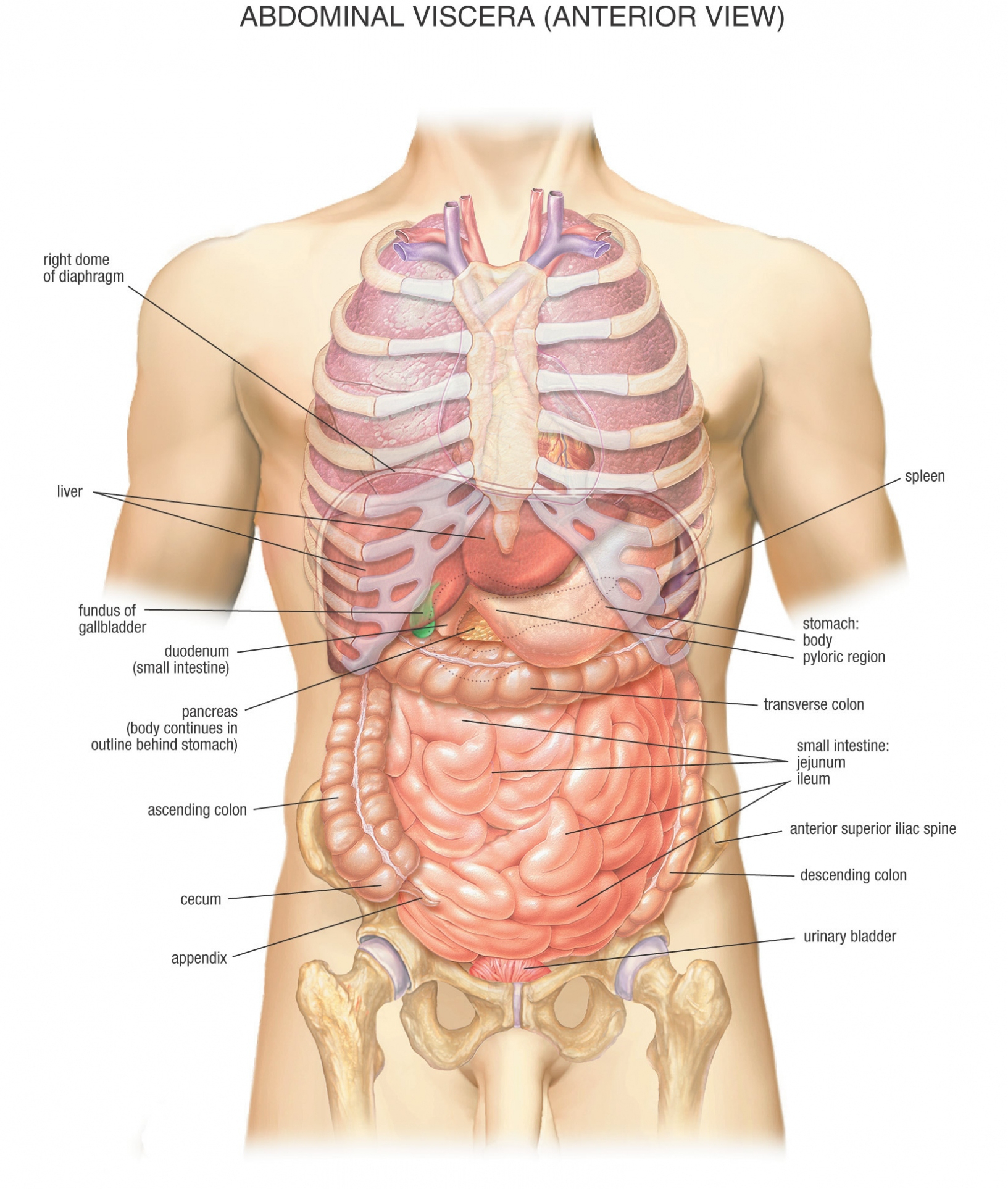 Diagram Of Human Body Organs 54 Veracious Anatomy Chart Organs Location