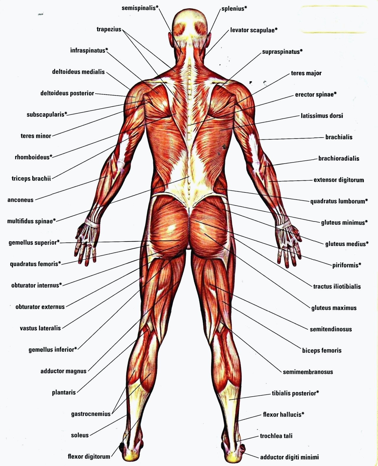 Diagram Of Human Body Organs Diagram Human Skull Worksheets For Anatomy For Anatomy Of Body