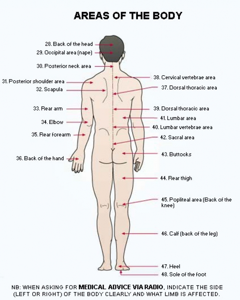 Diagram Of Human Body Organs Diagram Of The Body Back Wiring Diagram Table