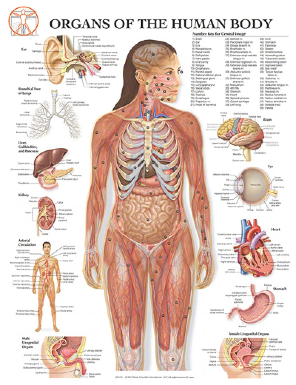 Diagram Of Human Body Organs Free Human Body Organs Download Free Clip Art Free Clip Art On