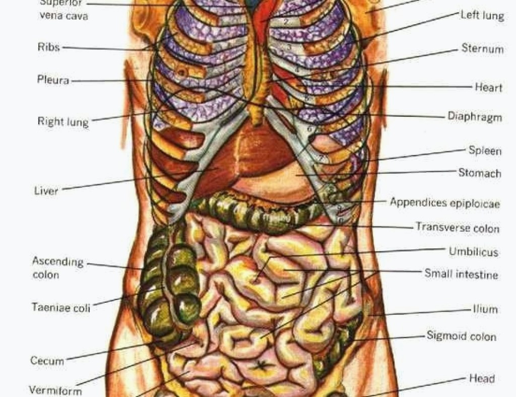 Diagram Of Human Body Organs Human Anatomy Diagram Organs Tag Human Anatomy Organs For Location