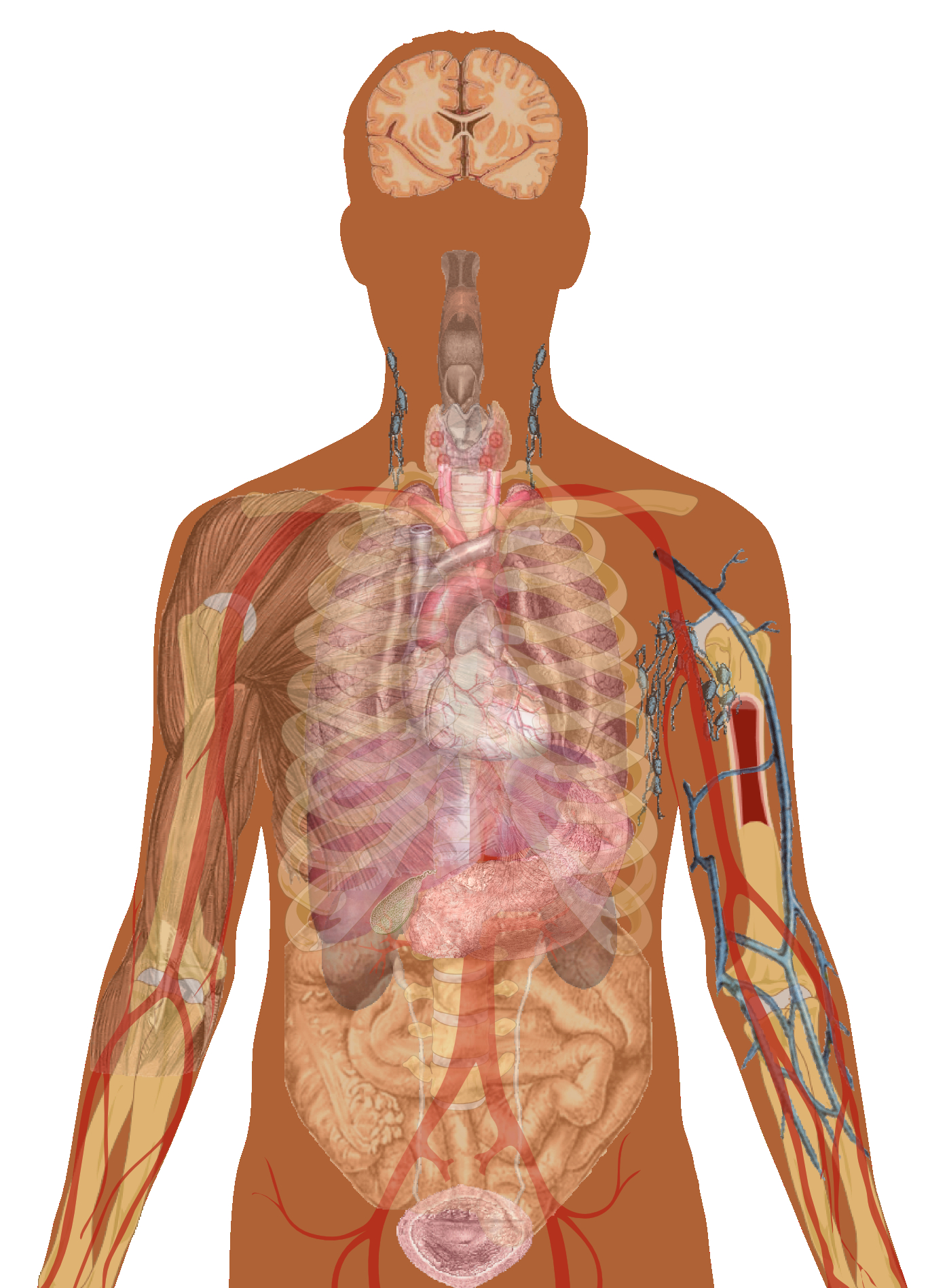 Diagram Of Human Body Organs Human Body Diagrams Wikimedia Commons