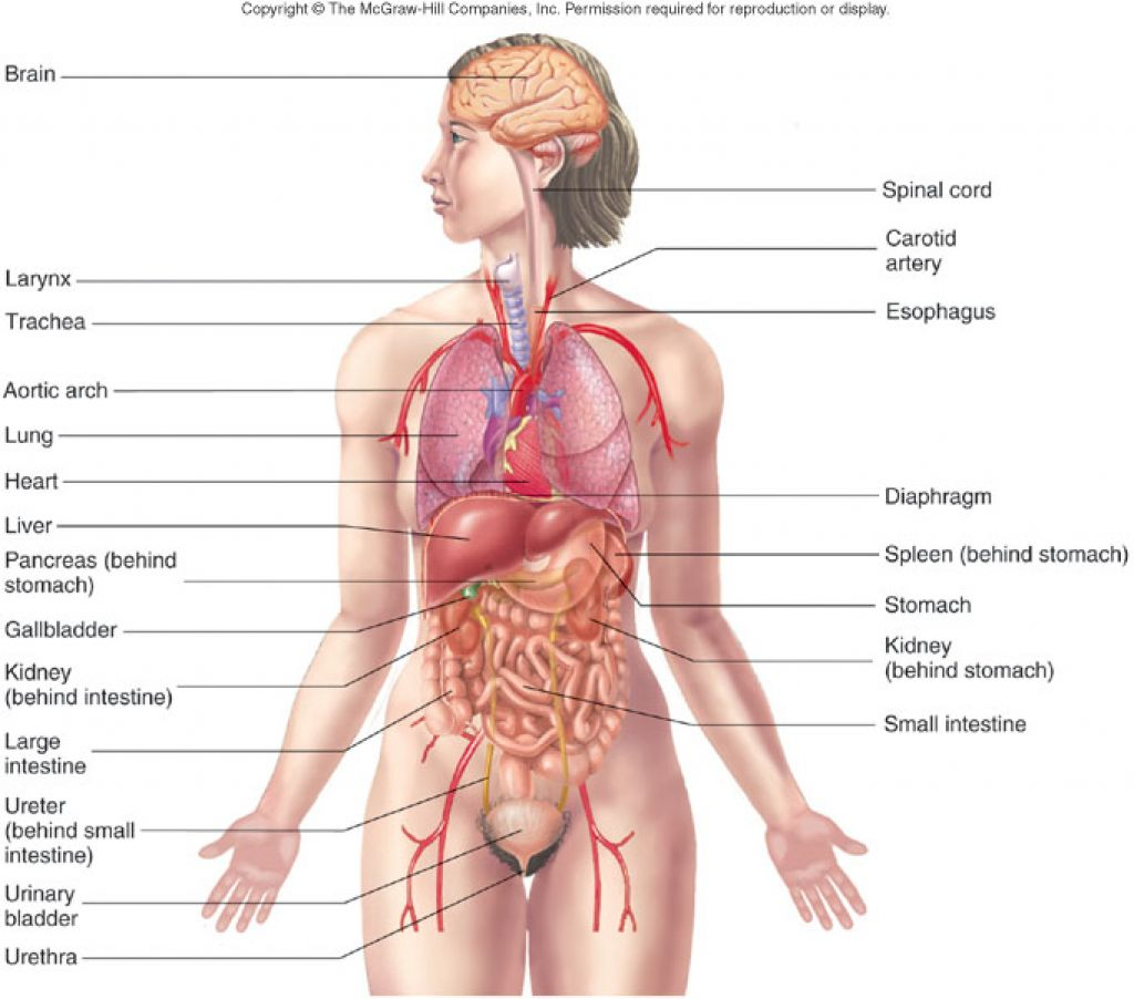 Diagram Of Human Body Organs Human Body Organs Diagram Human Anatomy Diagram Clip Art Library