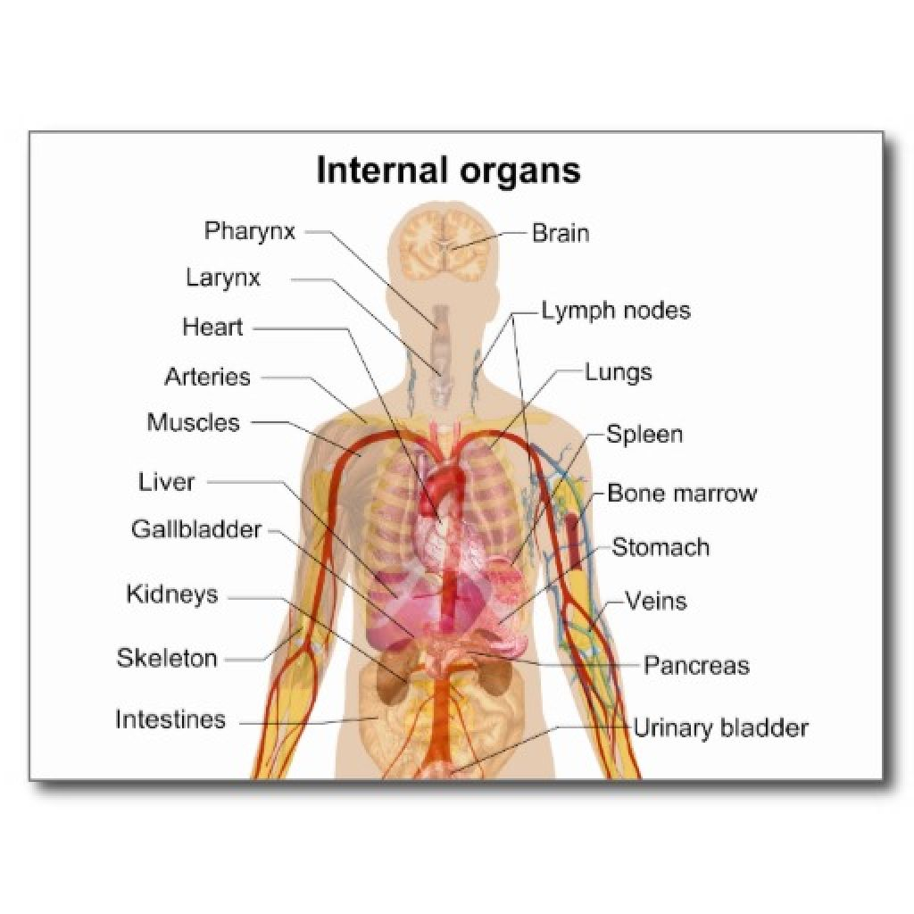 Diagram Of Human Body Organs Human Body Organs Human Anatomy Diagram Clip Art Library