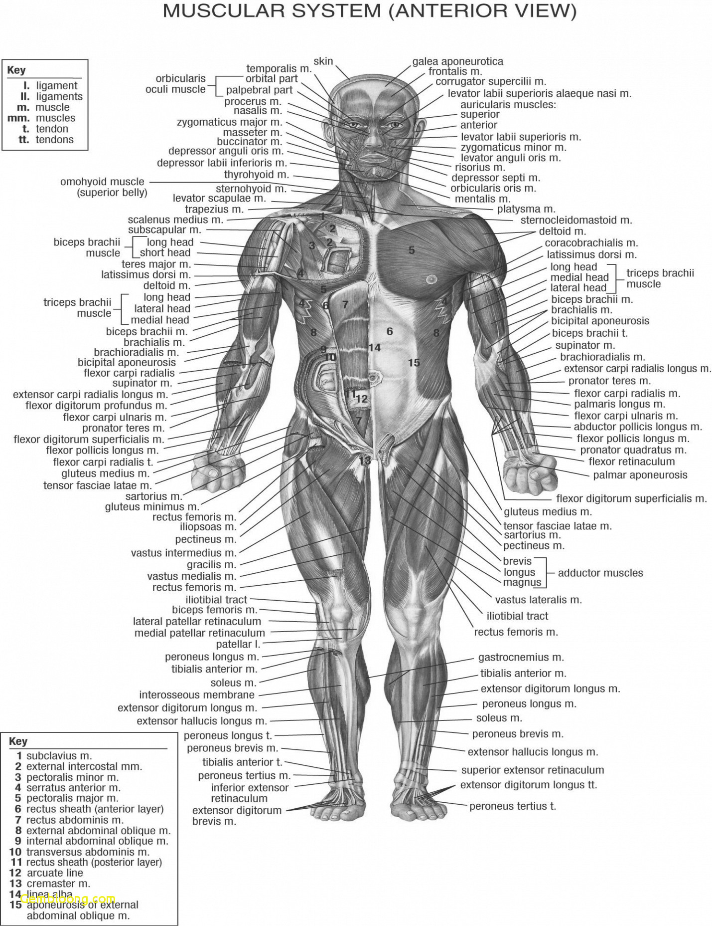 Diagram Of Human Body Organs Human Body Organs Picture Anatomy Human Body Notes Steven Hill