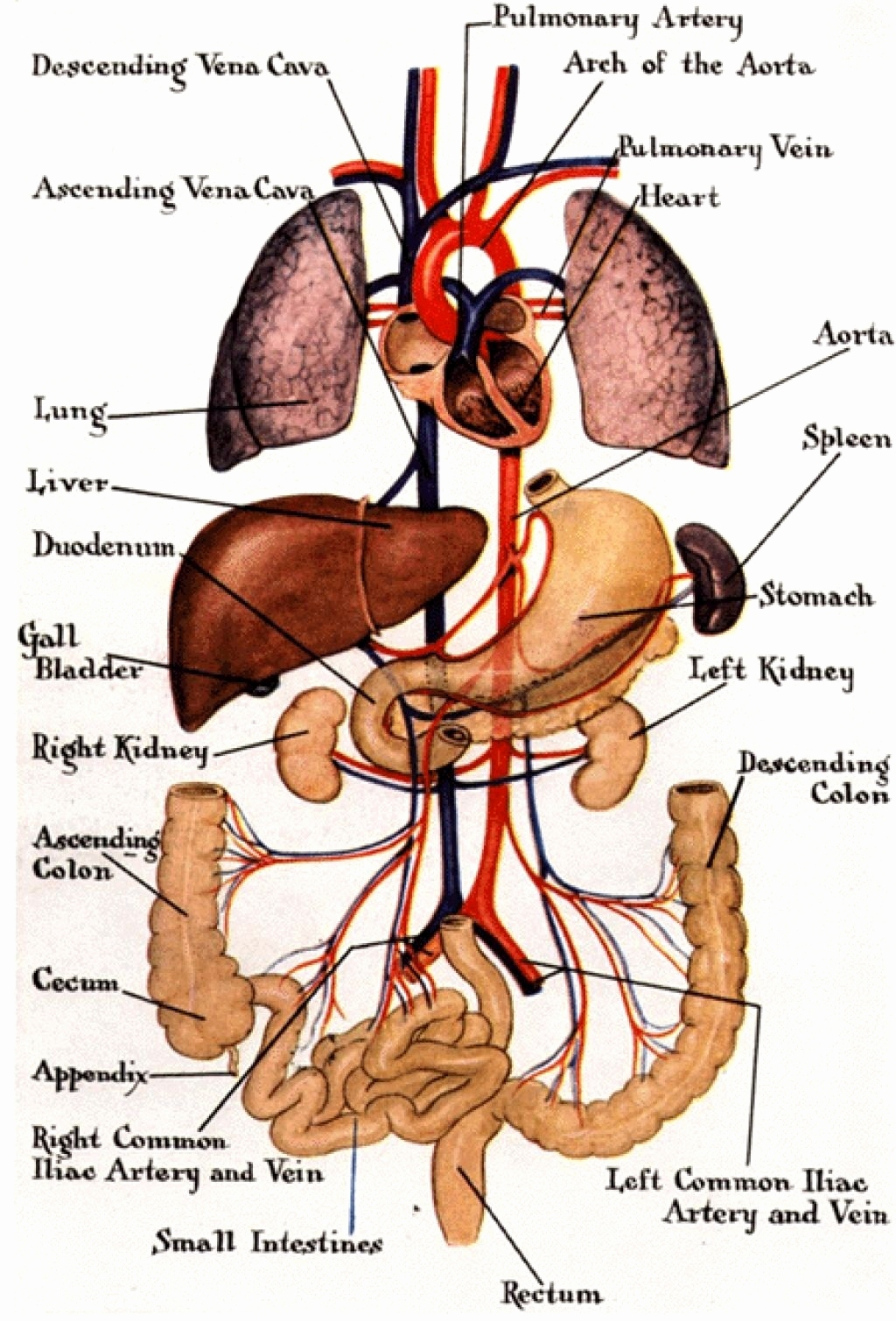 Diagram Of Human Body Organs Human Organs Anatomy Detail Human Anatomy Anatomy Organs Organ