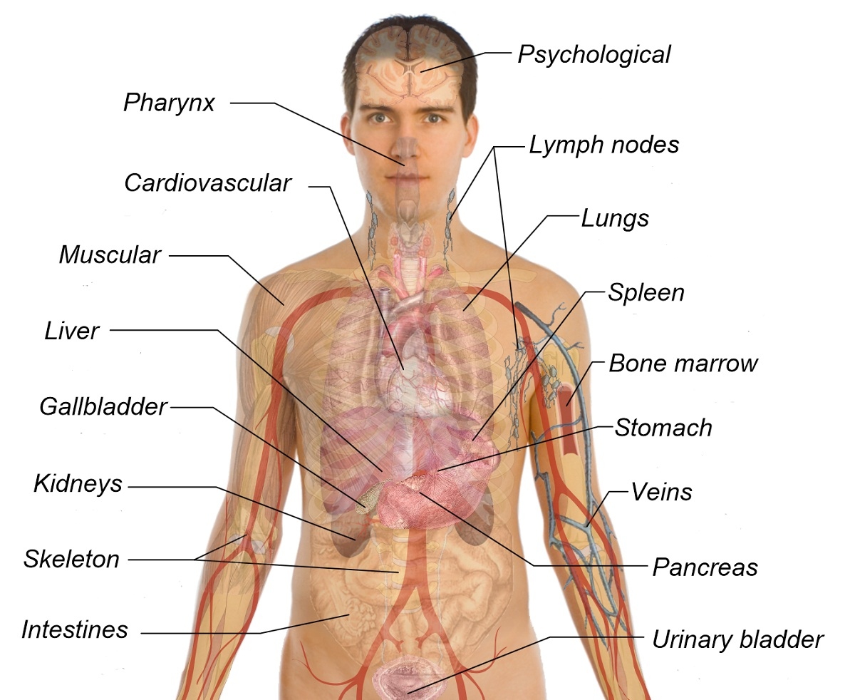 Diagram Of Human Body Organs Printable Diagram Of The Human Body Printable Diagram