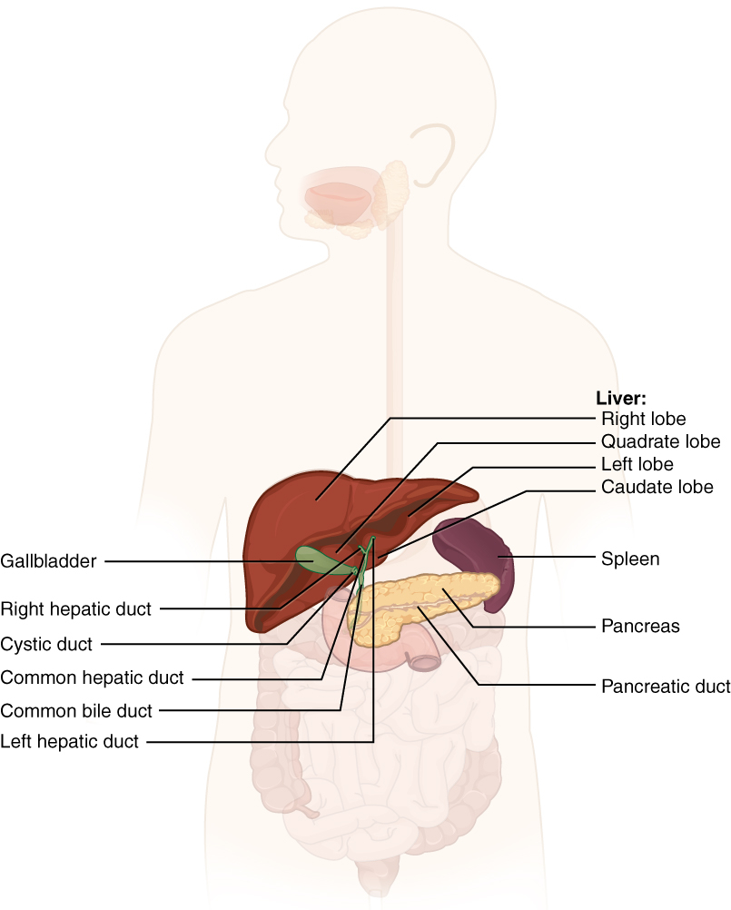 Diagram Of Human Organs 236 Accessory Organs In Digestion The Liver Pancreas And