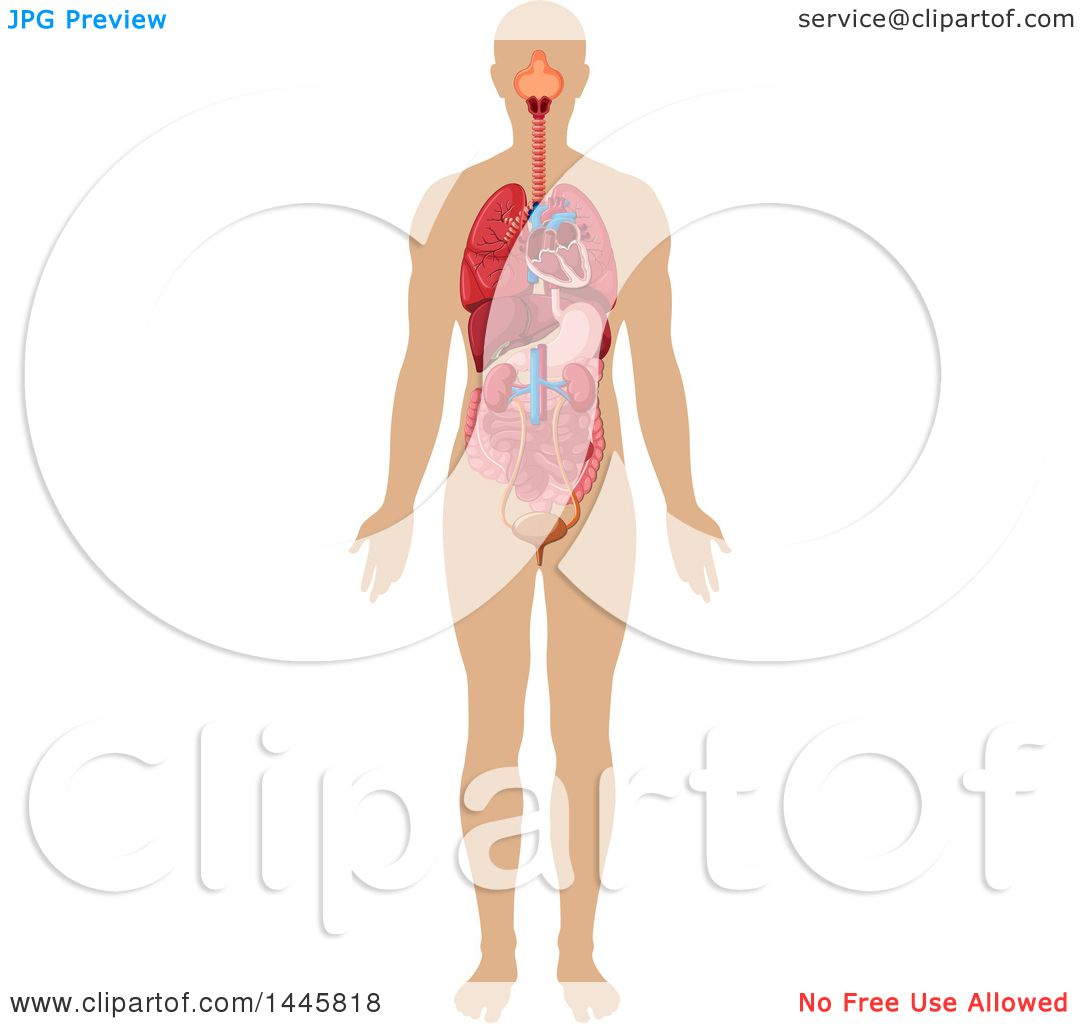 Diagram Of Human Organs Clipart Of A Medical Diagram Of Human Organs Royalty Free Vector