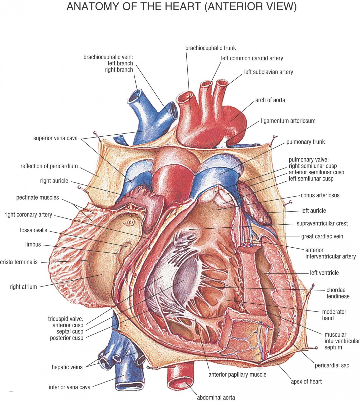 Diagram Of Human Organs Diagram Of A Human Heart Unique Heart Diagrams Anatomy Awesome Human