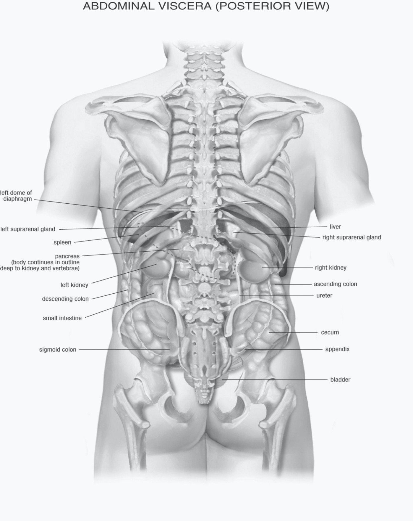 Анатомия человека фото мужчины строение и расположение