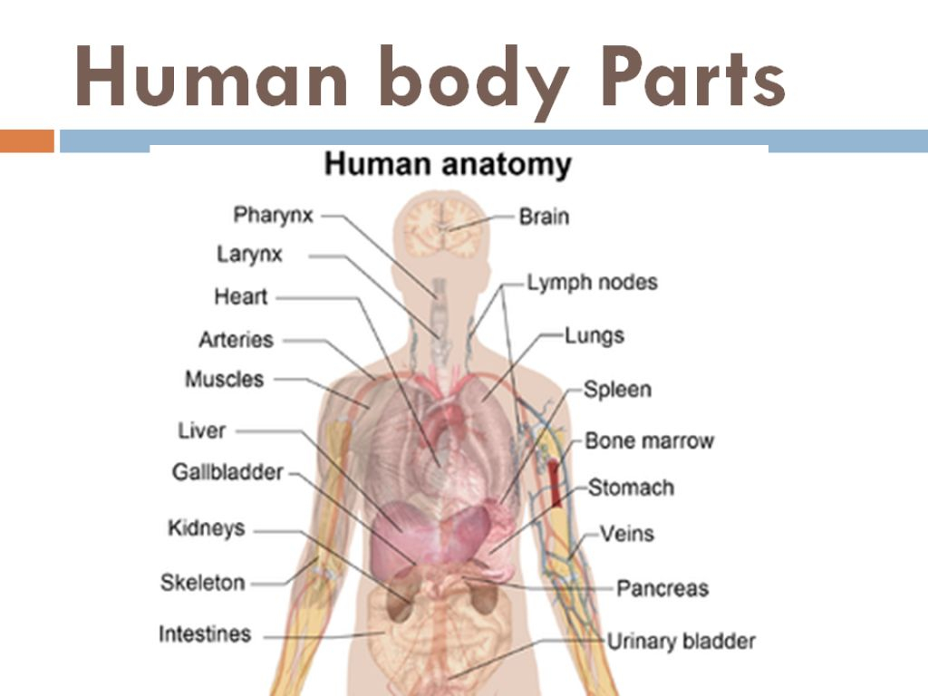 Diagram Of Human Organs Free Human Body Parts Download Free Clip Art Free Clip Art On