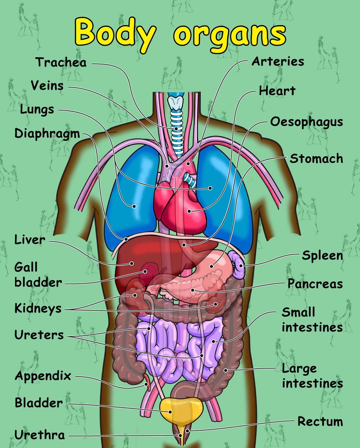 Diagram Of Human Organs Human Body Organ Diagram Printable Printable Diagram