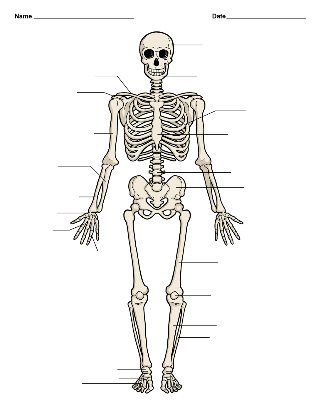 Diagram Of Human Organs Human Diagrams Body Skull And Organs Printable Diagram