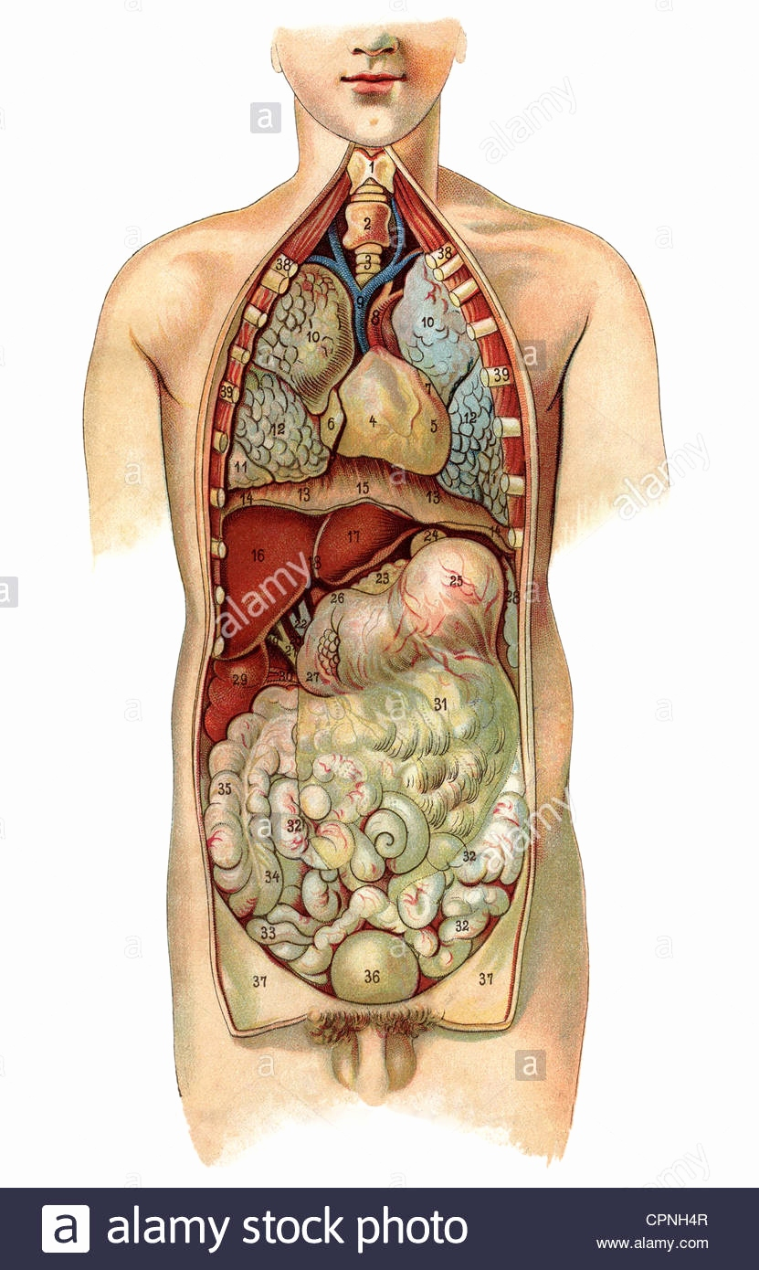 Diagram Of Human Organs Human Organs Anatomy Best Diagram Of The Human Body Internal Organs