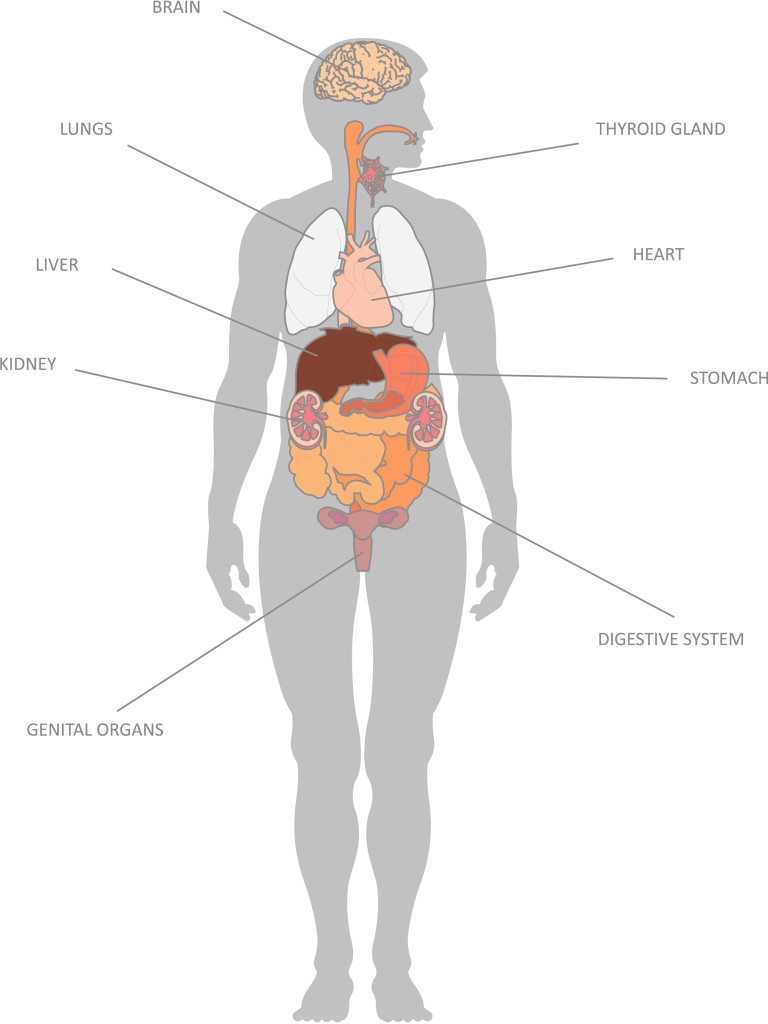 Diagram Of Human Organs Internal Organs And Their Functions Kidspressmagazine