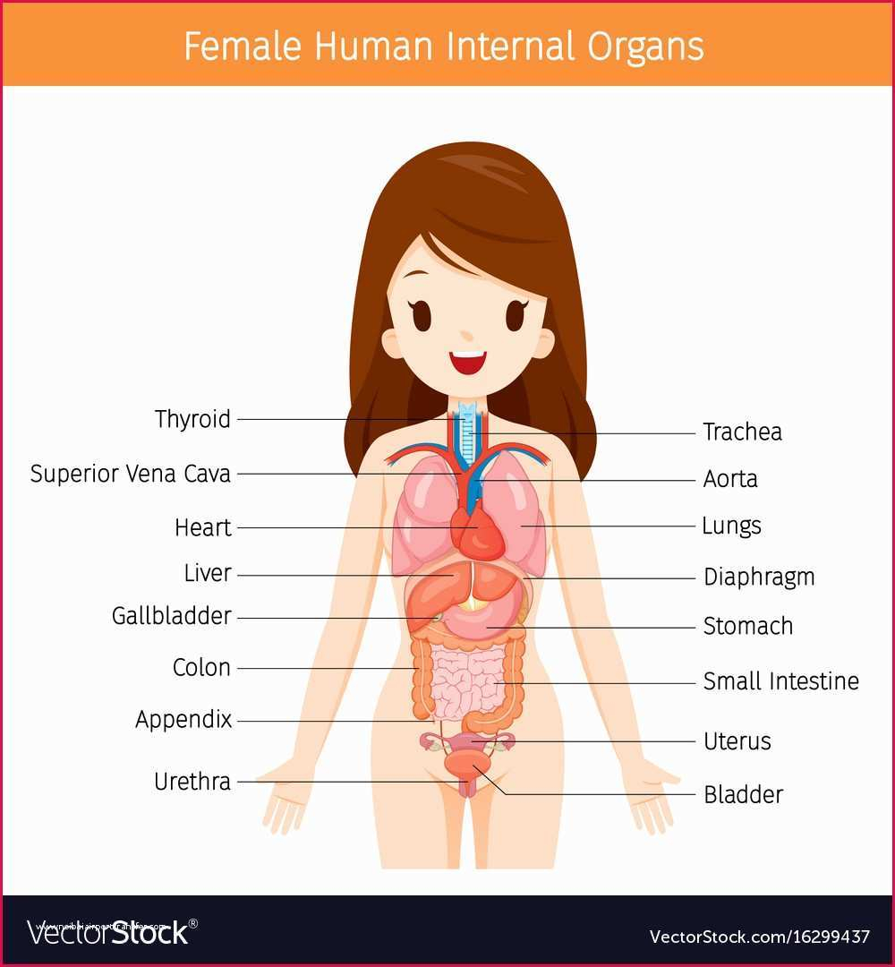 Diagram Of Human Organs Organ Diagram Female Female Reproductive System Diagram Front View