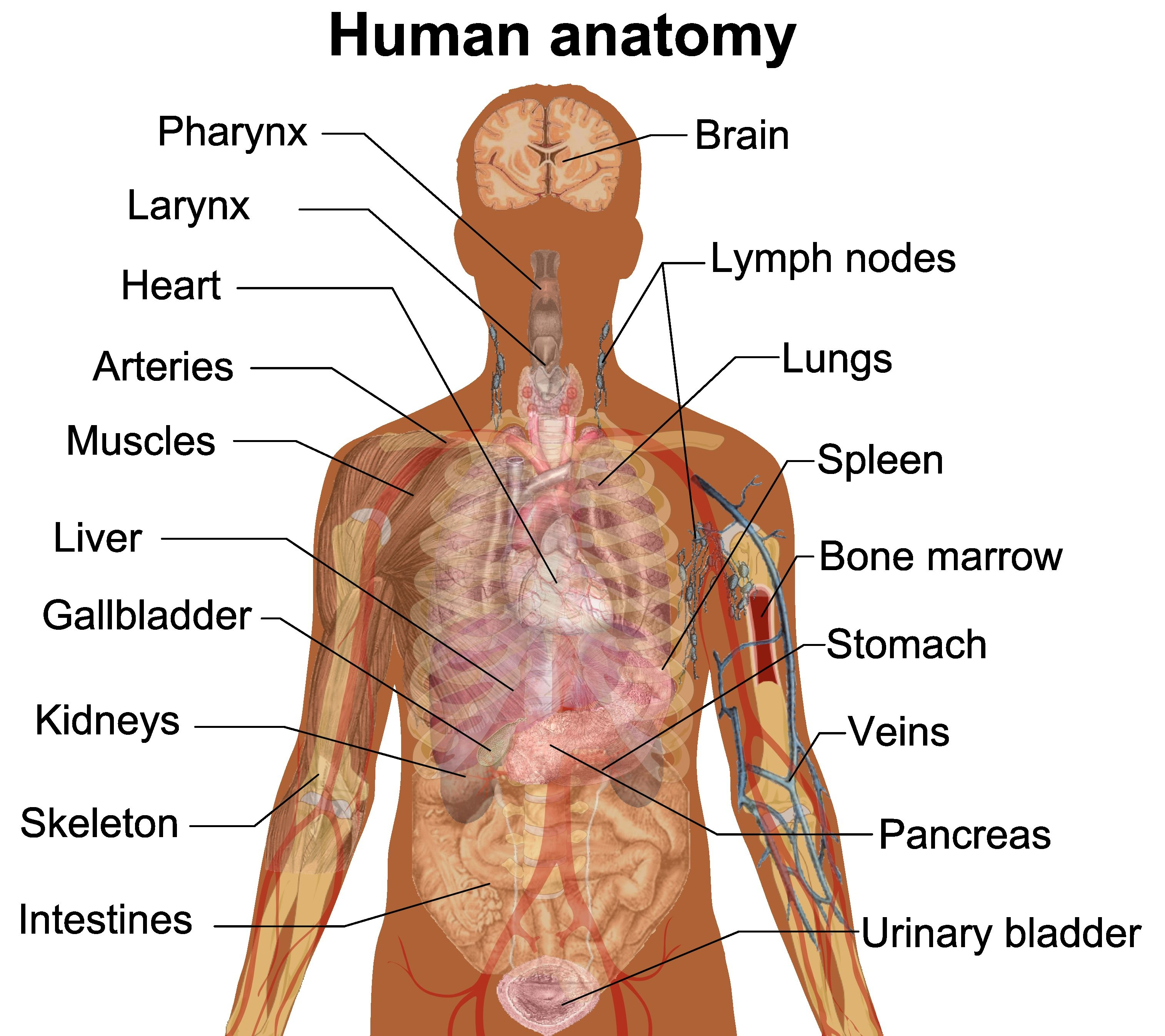 Diagram Of Human Organs Sketch Of Human Body Parts At Paintingvalley Explore