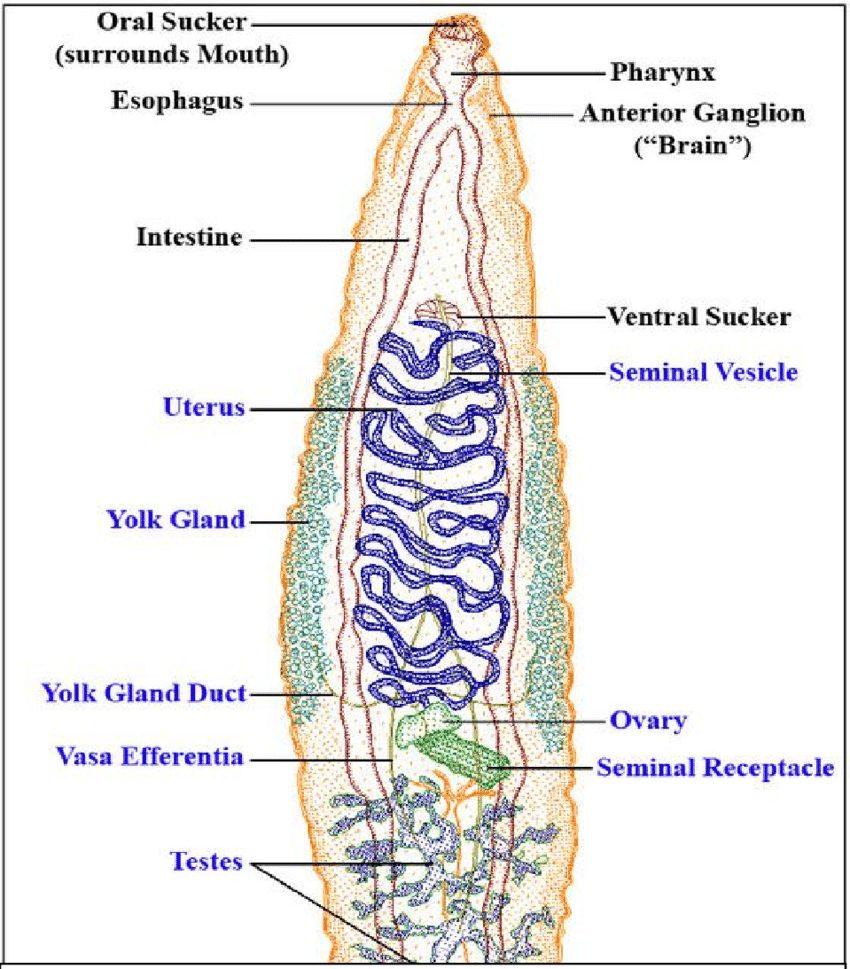 Diagram Of Internal Organs 1 Diagram Of Digenia Trematoda With Basic Internal Organs In