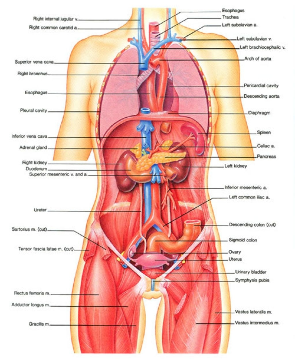 Diagram Of Internal Organs 77 Actual Anatomy Of Organs