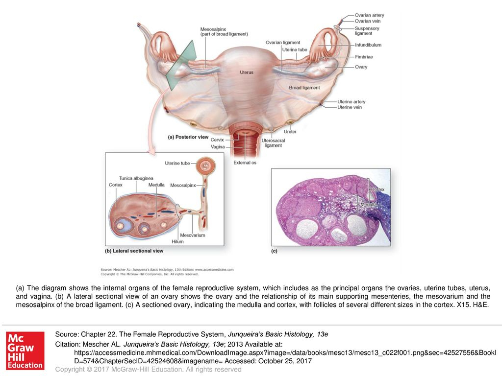 Diagram Of Internal Organs A The Diagram Shows The Internal Organs Of The Female Reproductive