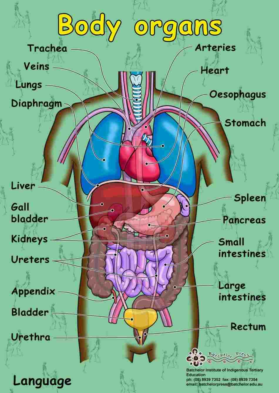 Diagram Of Internal Organs Anatomy Of Internal Organs Diagram Anatomy Body